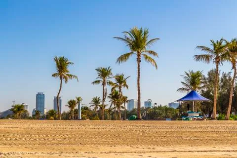 Palm tree on the beach Stock Photos