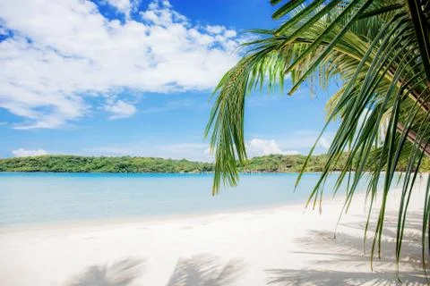 Palm tree on beach. Stock Photos