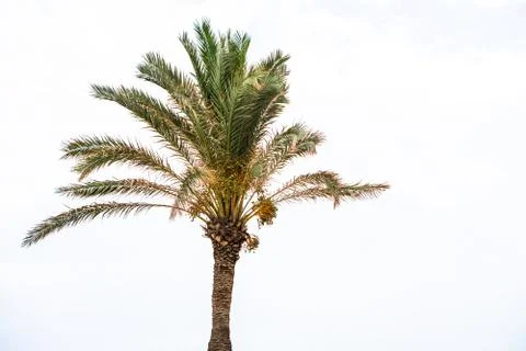 Palm tree on the beach Stock Photos