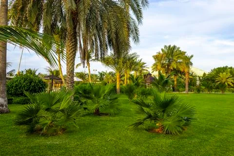 Palm tree on the beach Stock Photos