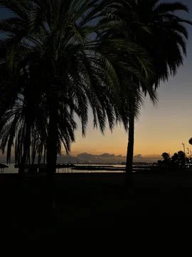 Palm tree on the beach Stock Photos