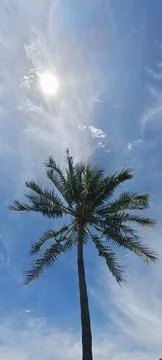 Palm tree on the beach Stock Photos
