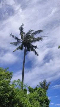 Palm tree on the beach Stock Photos