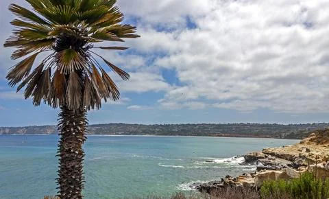 Palm tree on the beach. Stock Photos