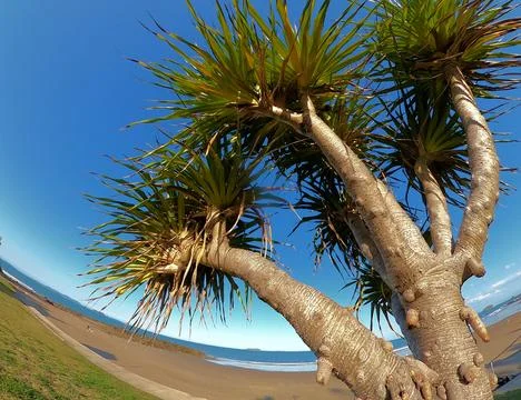 Palm tree at a beach Stock Photos