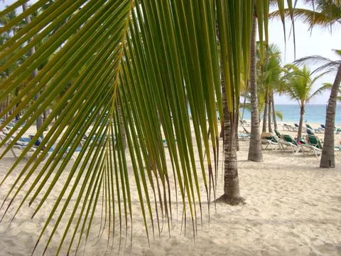 Palm Tree Beach Scene 库存照片