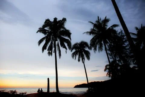 Palm tree on beach with silhouette. Stock Photos