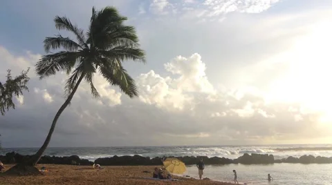 Palm Tree Beach with Silver Light Stock Footage 1055360