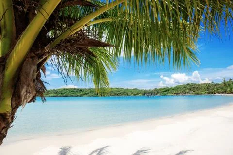Palm tree on beach in summer. Stock Photos