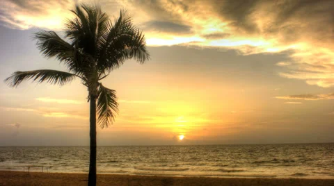 Palm Tree on the Beach with a sunrise Stock Footage 37329224