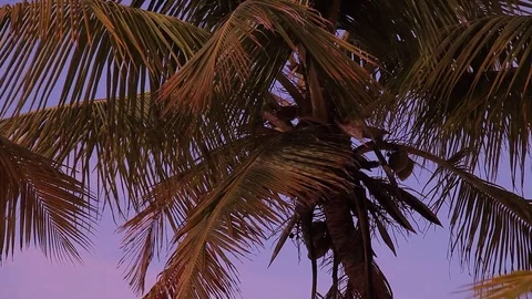 Palm tree at the beach sunset 스톡 동영상 78009242