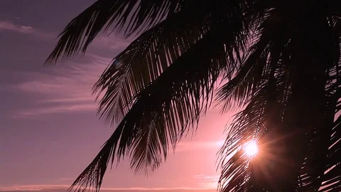 Palm tree at the beach sunset 스톡 동영상 78019940