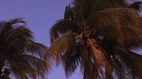 Palm tree at the beach sunset Stock Footage 78019972
