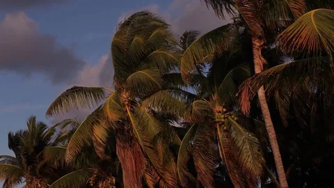 Palm tree at the beach sunset 스톡 동영상 78020189