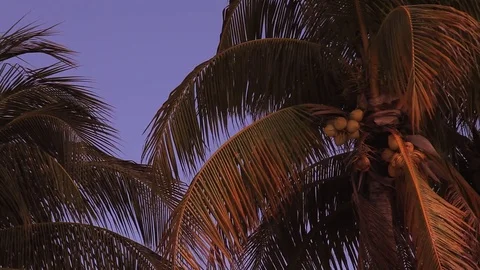 Palm tree at the beach sunset 스톡 동영상 78020201