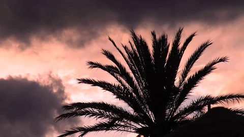 Palm tree at the beach sunset 스톡 동영상 78020273