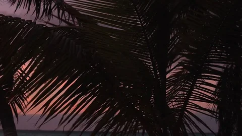 Palm tree at the beach sunset 스톡 동영상 78020474
