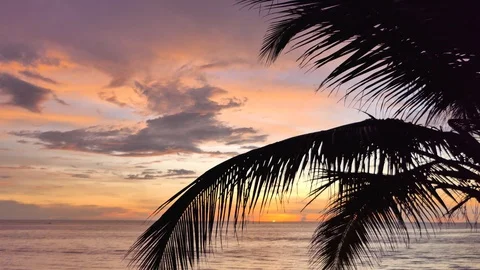 Palm tree on beach at sunset Vidéo 118449264