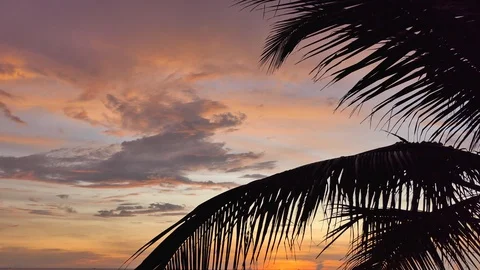 Palm tree on beach at sunset 库存影片 118449529