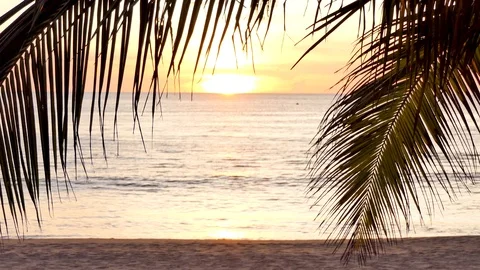 Palm tree on beach at sunset Vidéo 118449932
