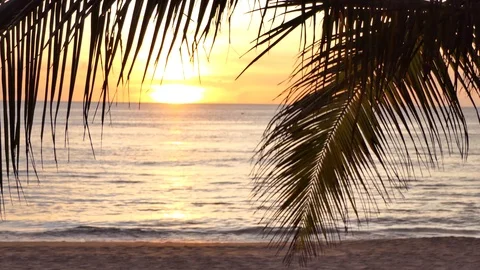 Palm tree on beach at sunset Stock-Footage 118449989