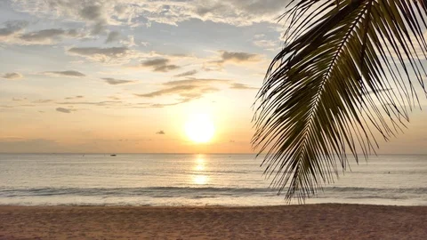 Palm tree on beach at sunset Vidéo 118450280