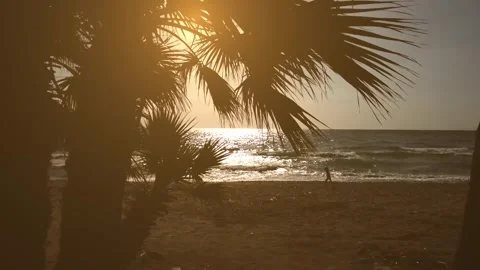 Palm tree on the beach at sunset Stock Footage 312633157