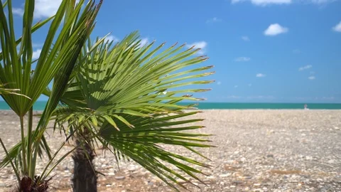 Palm tree on the beach, swinging in the wind against the sea, ocean. Stock Footage 115194554