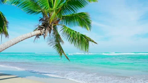 Palm tree on the beach. Thai beach background 4k stock video footage. Stock Footage 153227628