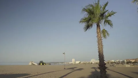 Palm Tree on Beach with Tractor Cleaning Sand in Valras Plage France Stock Footage 342438476
