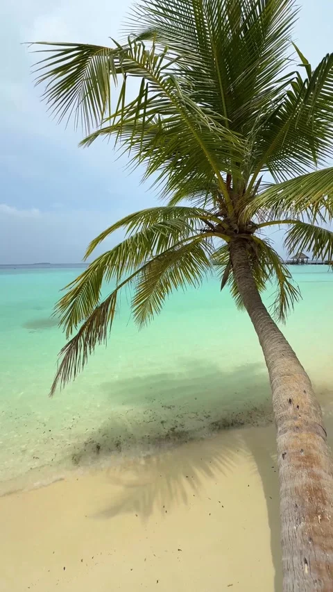 Palm tree on the beach with turquoise ocean in the background on the Maldives 库存影片 306573891