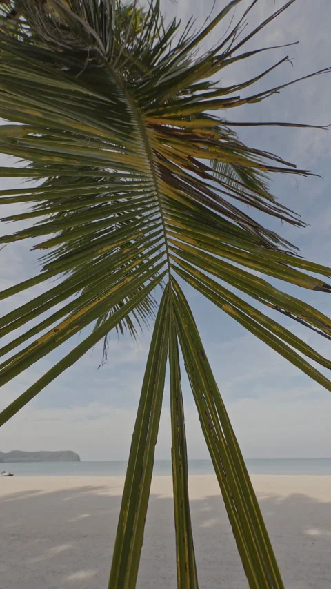 Palm tree on beach in vertical Stock Footage 309037521
