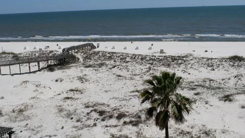 Palm Tree Beach Wide Stock Footage 252612982