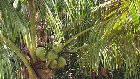 Palm tree bearing multiple coconut clusters surrounded by abundant leaves and Stock Footage 328357116