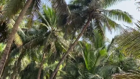 Palm tree on the beautiful ocean Stock Footage 220835352