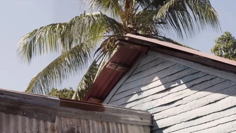 Palm Tree Behind a House Video stock 254732906