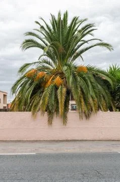 Palm tree behind plastered wall Stock Photos