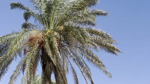 Palm tree being shaken by wind in storm Stock Footage 255289053