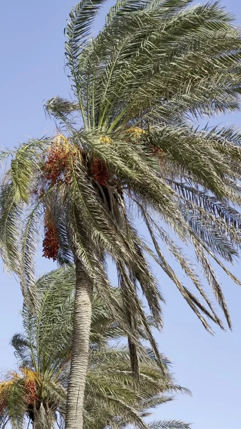 Palm tree being shaken by wind in storm. Vertical video Stock Footage 255289070