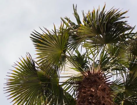 Palm tree from below perspective in midday Stock Photos