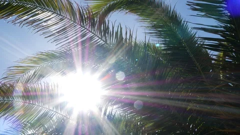 Palm tree from below with sun shining through leaves and lens flare 動画素材 104430129