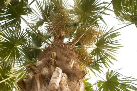 Palm tree from below on the texture of the trunk. Stock Photos