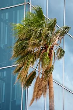Palm tree bending with the strong wind on high glass modern building backgrou Foto stock