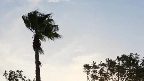 Palm tree bending in the wind against a clear evening sky Video stock 342065237