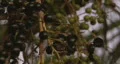 Palm Tree Berries 4 HD Footage