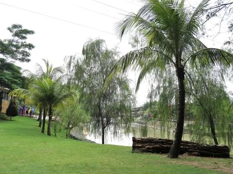 Palm tree in beside of a river Stock Photos