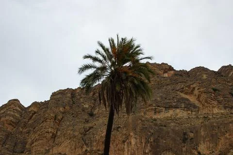 Palm tree between desert mountains Stock Photos