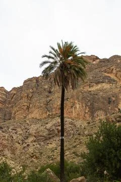 Palm tree between desert mountains Stock Photos