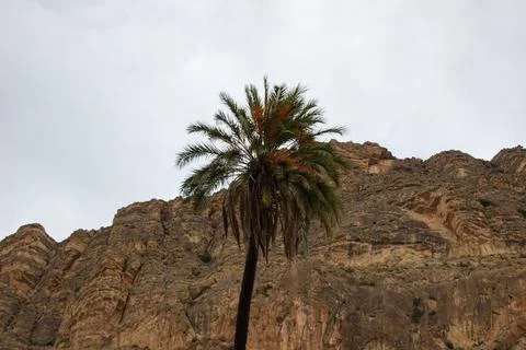 Palm tree between desert mountains Stock Photos