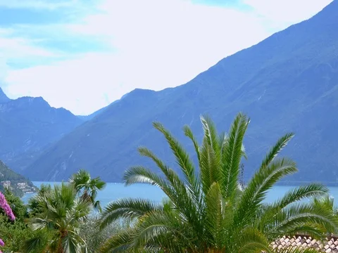 Palm tree, Big mountain in the background,Garda Lake Stock Footage 78698231